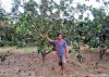 Anh Nguyễn Trung Cang bên vườn bưởi da xanh đang cho trái của gia đình