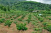 Tiếp tục triển khai Dự án tái canh cây cà phê chè tại  Hướng Hóa năm 2022 thuộc Dự án Khuyến nông Trung ương giai đoạn 2020-2022