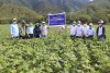 Lãnh đạo Sở Nông nghiệp & PTNT và Trung tâm Khuyến nông kiểm tra mô hình trồng cây đậu xanh trên vùng đất bị bồi lấp do ảnh hưởng lũ lụt năm 2020 tại xã Triệu Nguyên, huyện Đakrông