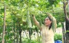 Mô hình trồng mướp đắng của chị Đoàn Thu Sương ở thôn Đông Dương, xã Mỹ Thủy