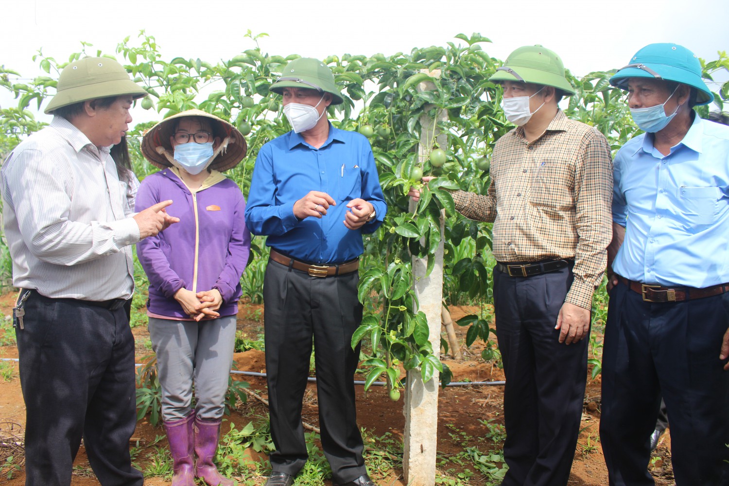 lãnh đạo tỉnh và lãnh đạo sở NN thăm mô hình chanh leo huyện Vĩnh Linh