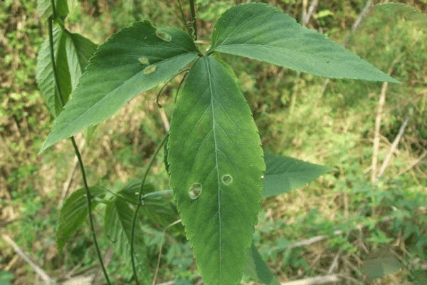 CÔNG DỤNG VÀ GIÁ TRỊ KINH TẾ  CỦA CÂY GIẢO CỔ LAM (Gynostemma pentaphyllum)