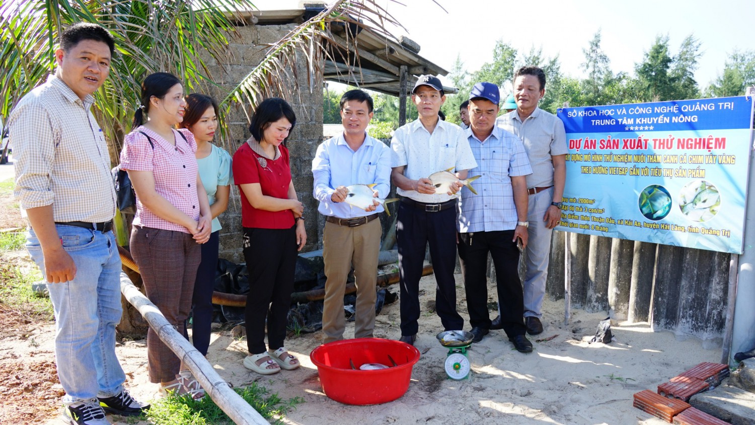 Mô hình thử nghiệm nuôi thâm canh cá chim vây vàng theo hướng VietGAP gắn với tiêu thụ sản phẩm do Trung tâm KN tỉnh triển khai tại xã Hải An, huyện Hải Lăng