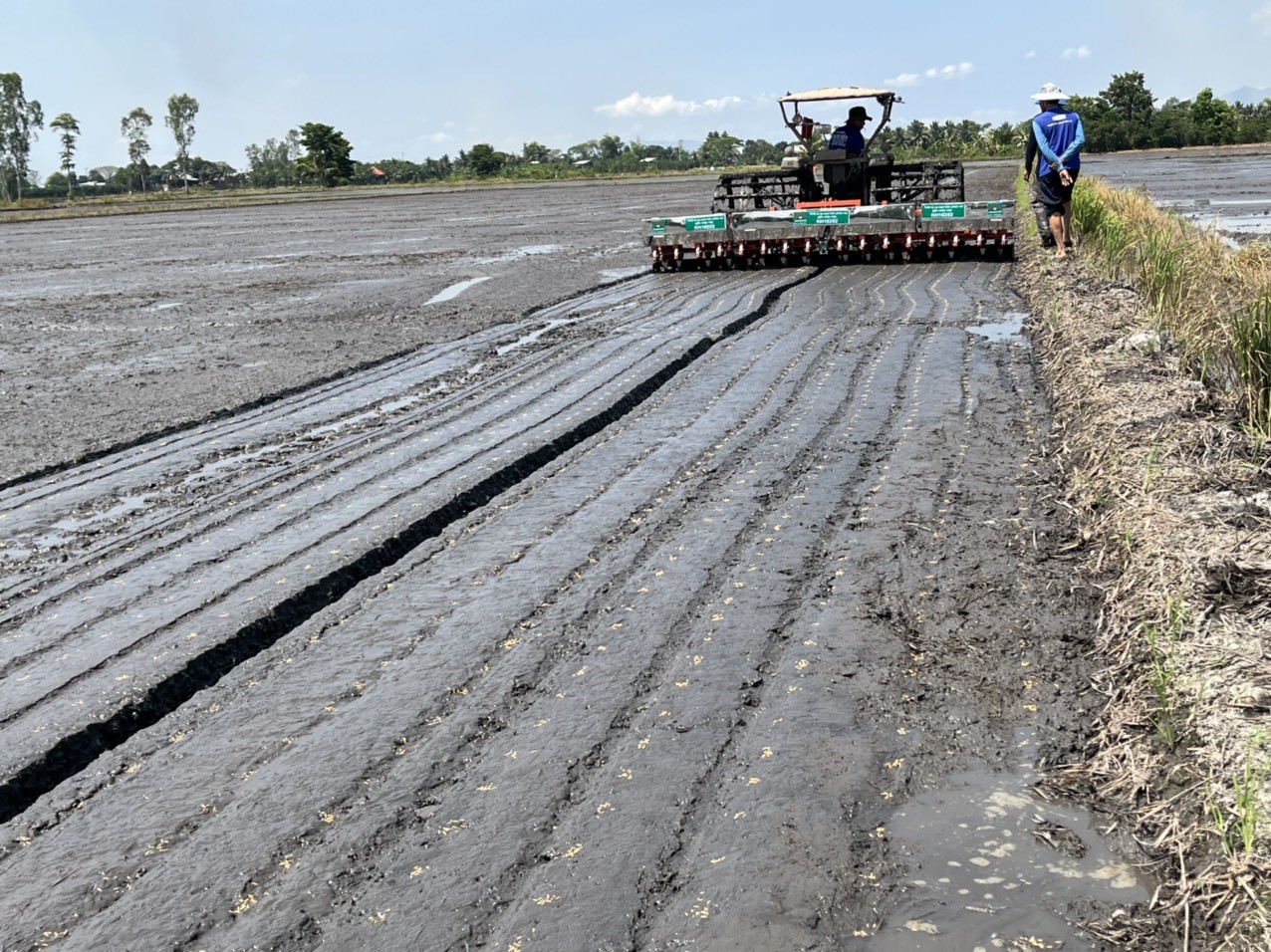Cần canh tác lúa bằng giải pháp Sạ cụm – Bón vùi phân  trên đồng đất Quảng Trị