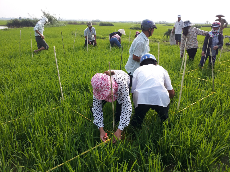 CHƯƠNG TRÌNH QUẢN LÝ DỊCH HẠI TỔNG HỢP (IPM)  SAU 30 NĂM NHÌN LẠI