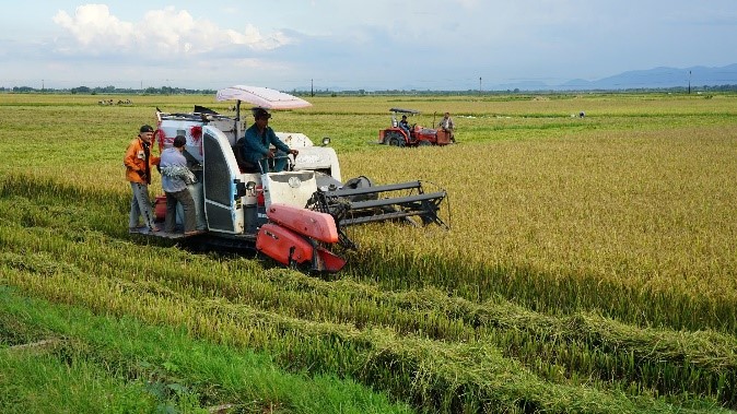 KỲ VỌNG VỤ HÈ THU "ĐƯỢC MÙA, ĐƯỢC GIÁ"