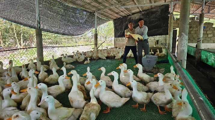 Mô hình nuôi vịt thịt trên sàn an toàn sinh học cho lợi nhuận gấp 1,5 lần so với nuôi truyền thống