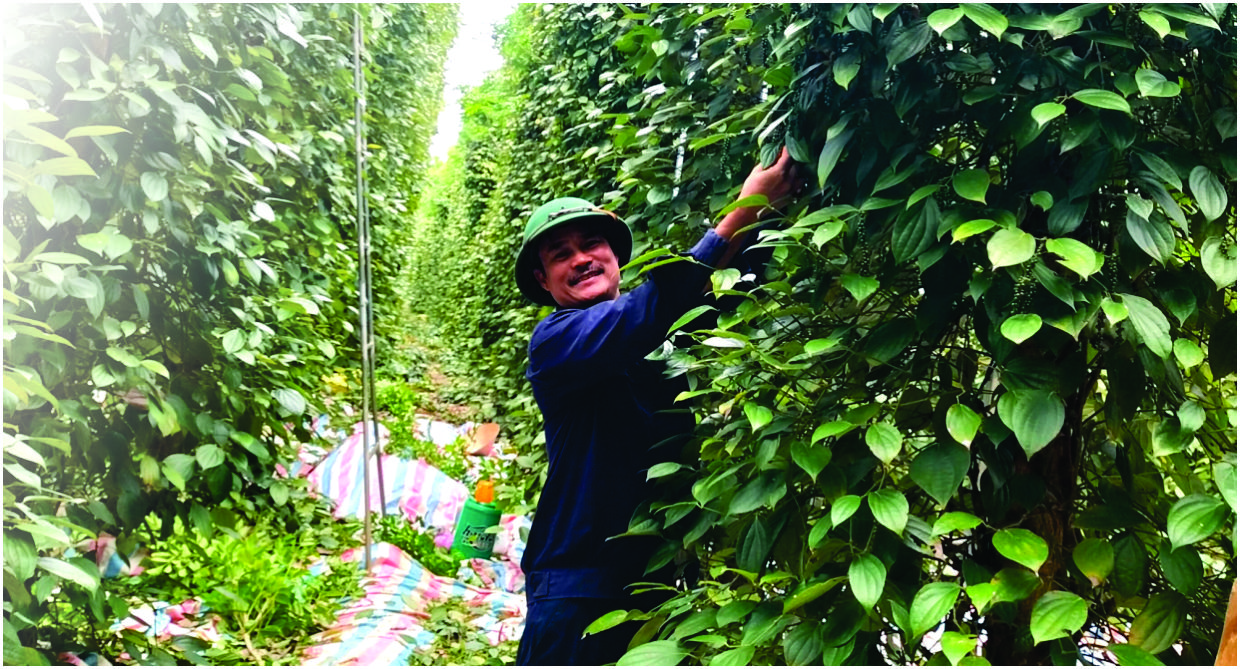 Vườn hồ tiêu hữu cơ của ông Hoàng Hồng Sơn ở xã Cửa Tùng mang lại giá trị cao