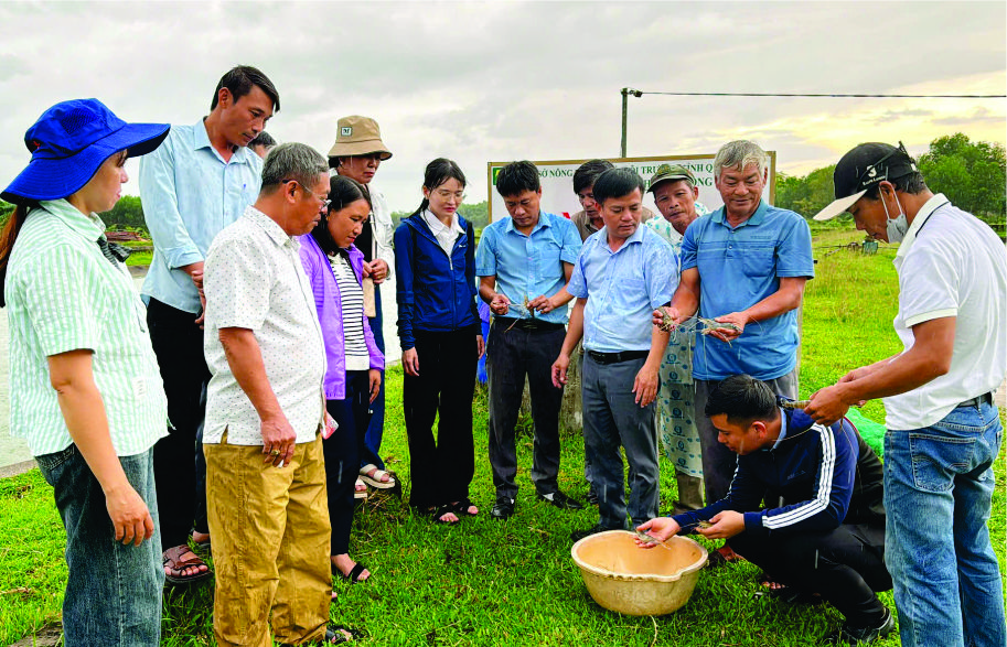 Mô hình nuôi tôm càng xanh trong ao mang lại thu nhập cao