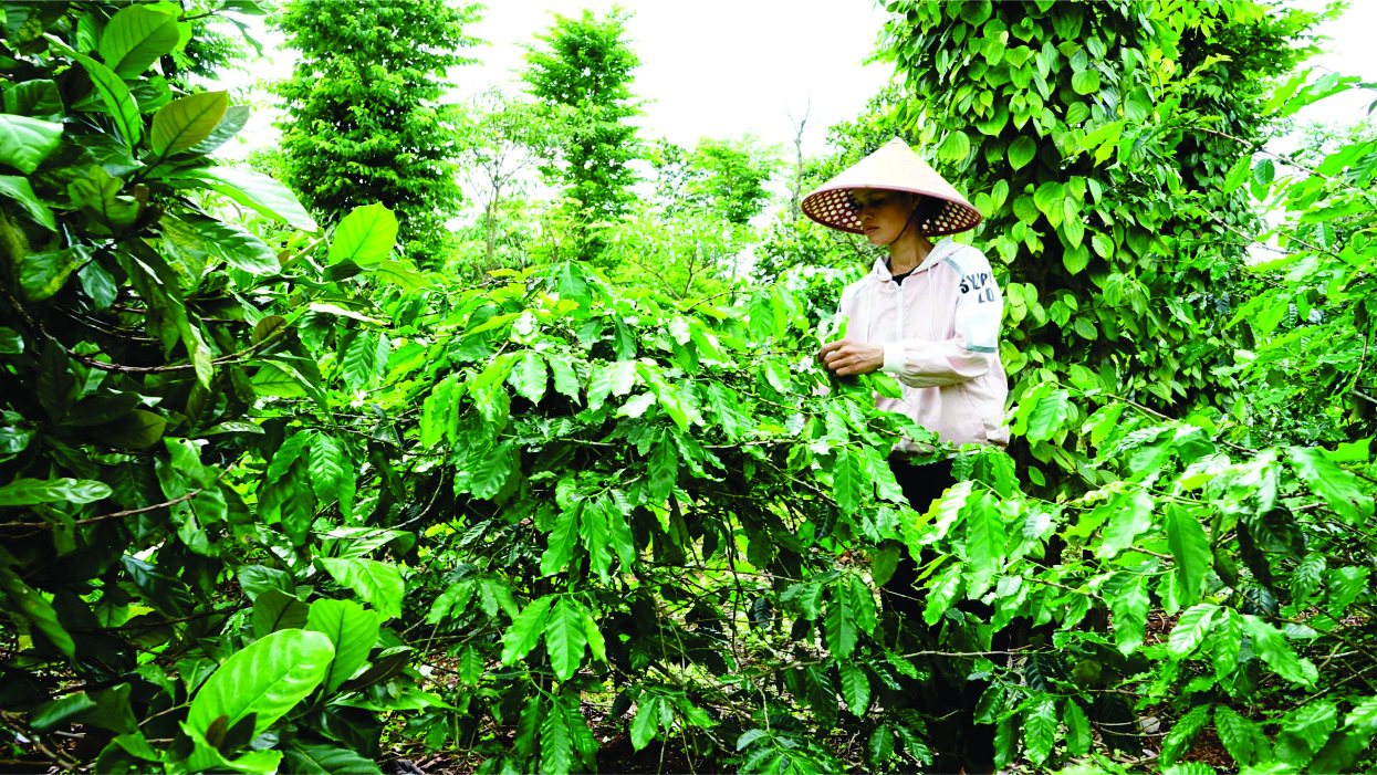 Phát triển cây cà phê nông lâm kết hợp không gây mất rừng tại xã Hướng Phùng