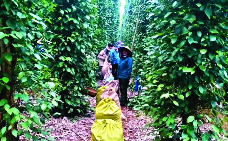 Được bảo hộ chỉ dẫn địa lý, hồ tiêu Quảng Trị có tiềm năng phát triển, gia tăng giá trị