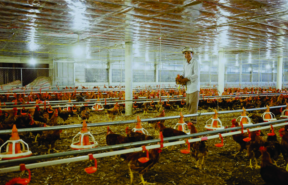 Mô hình chăn nuôi gà gia công của ông Lâm mang lại thu nhập cao