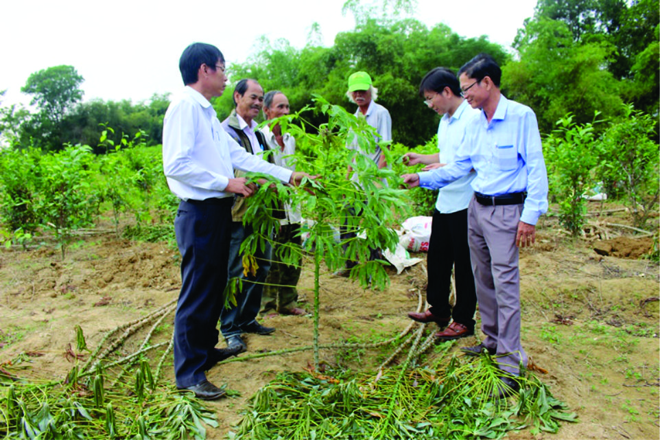 Đánh giá và hướng dẫn xử lý sắn bị bệnh khảm lá