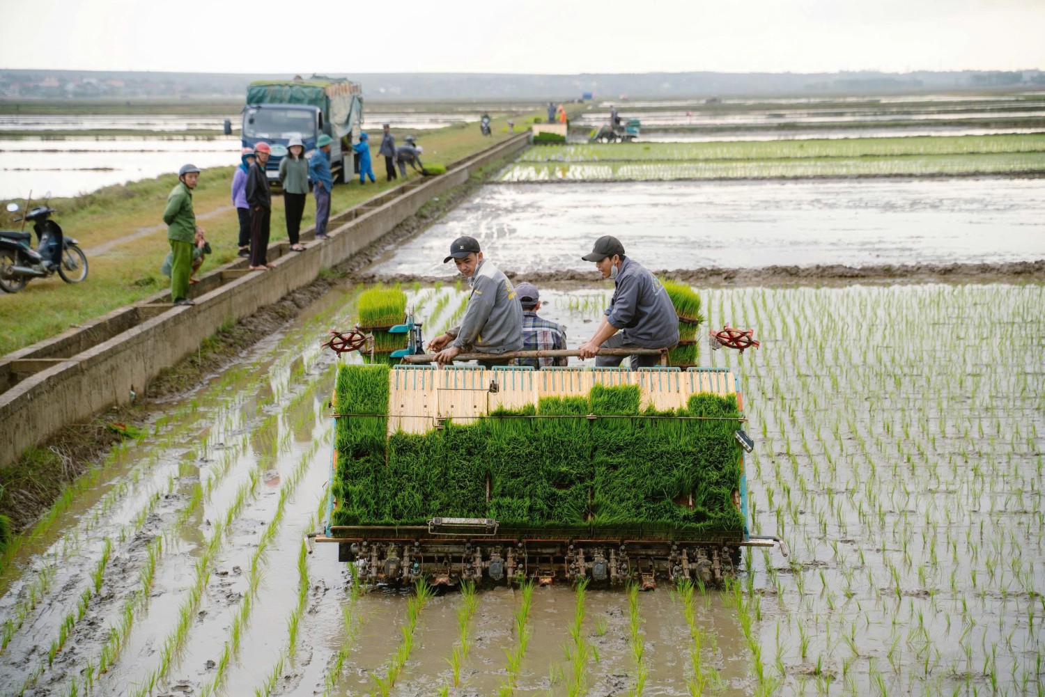 Mô hình ứng dụng máy cấy mạ khay vào sản xuất