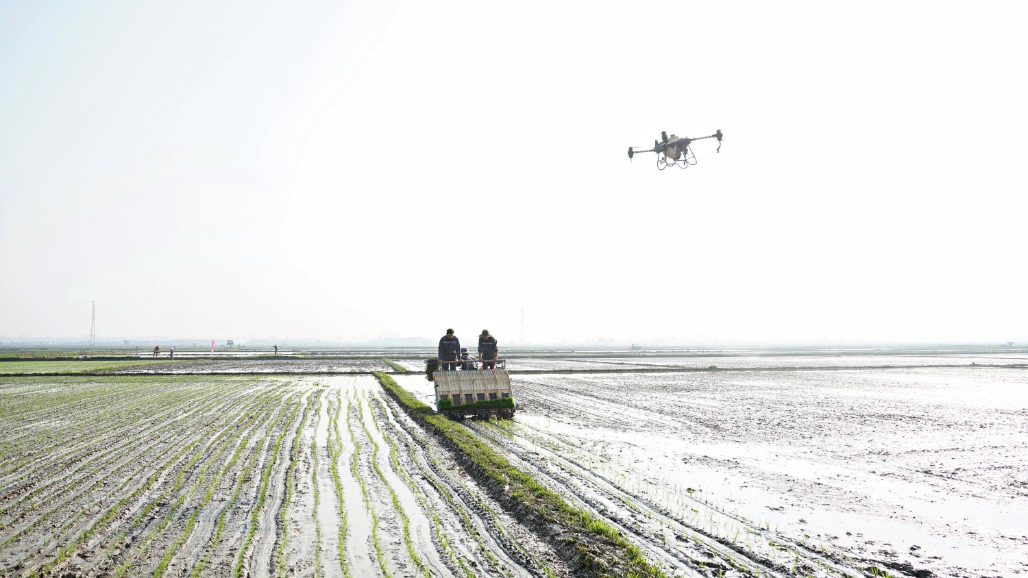 Thực hiện phun thuốc đúng các giai đoạn “vàng” giúp lúa không bị sâu bệnh, sinh trưởng và phát triển tốt