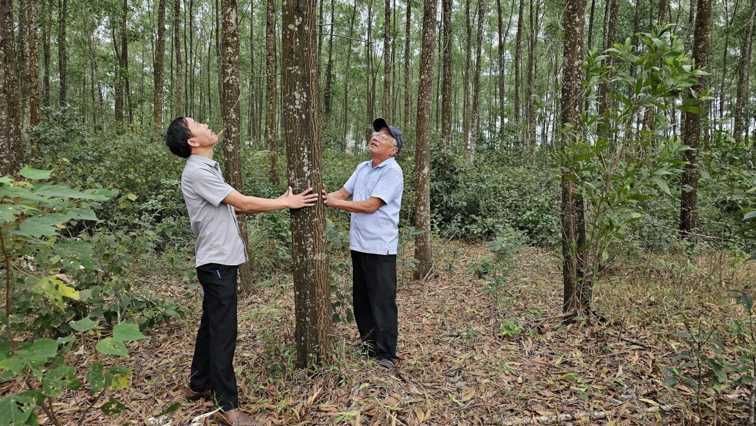 Diện tích rừng gỗ lớn tại xã Hiếu Giang đạt chứng nhận FSC