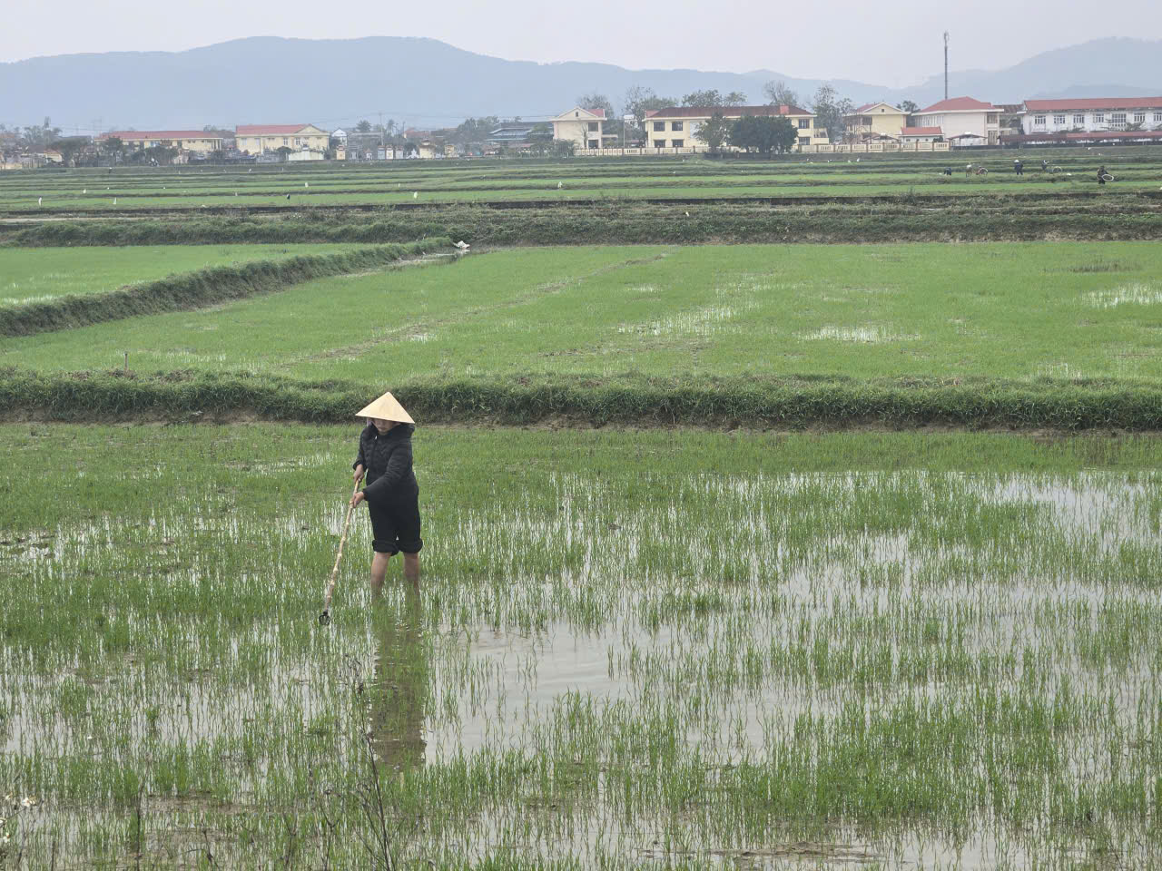 Ảnh: Nông dân tập trung dặm tỉa lúa Đông xuân