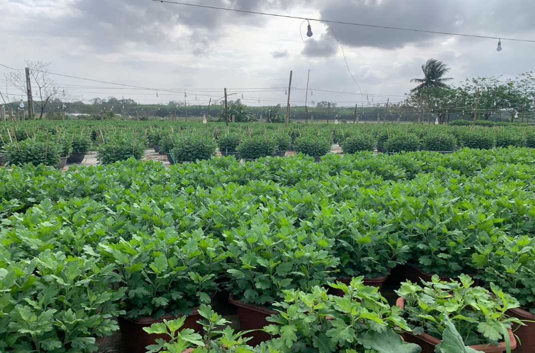 Sắc hoa xuân ở làng hoa Hà Trung