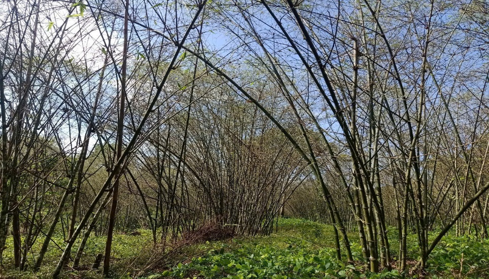 Ảnh: Rừng tre luồng bị châu chấu phá hoại năm 2025