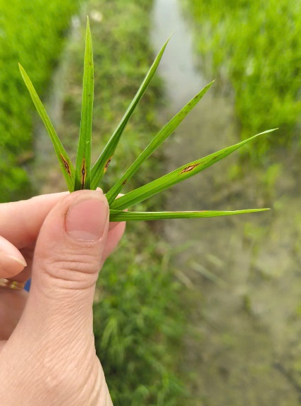 CÁCH NHẬN BIẾT VÀ BIỆN PHÁP PHÒNG TRỪ BỆNH ĐẠO ÔN LÁ HẠI LÚA VỤ ĐÔNG XUÂN 2025-2026