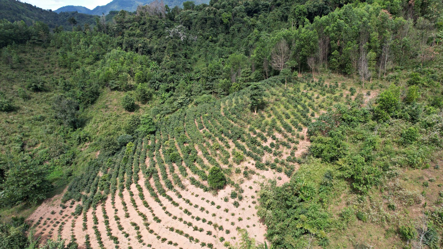 Người trồng cà phê ở Quảng Trị đang hướng tới trồng cà phê không gây mất rừng