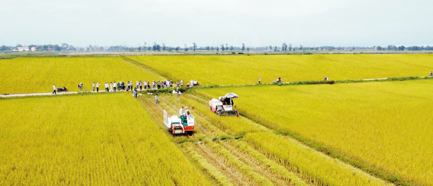 Thu hoạch ruộng lúa hữu cơ