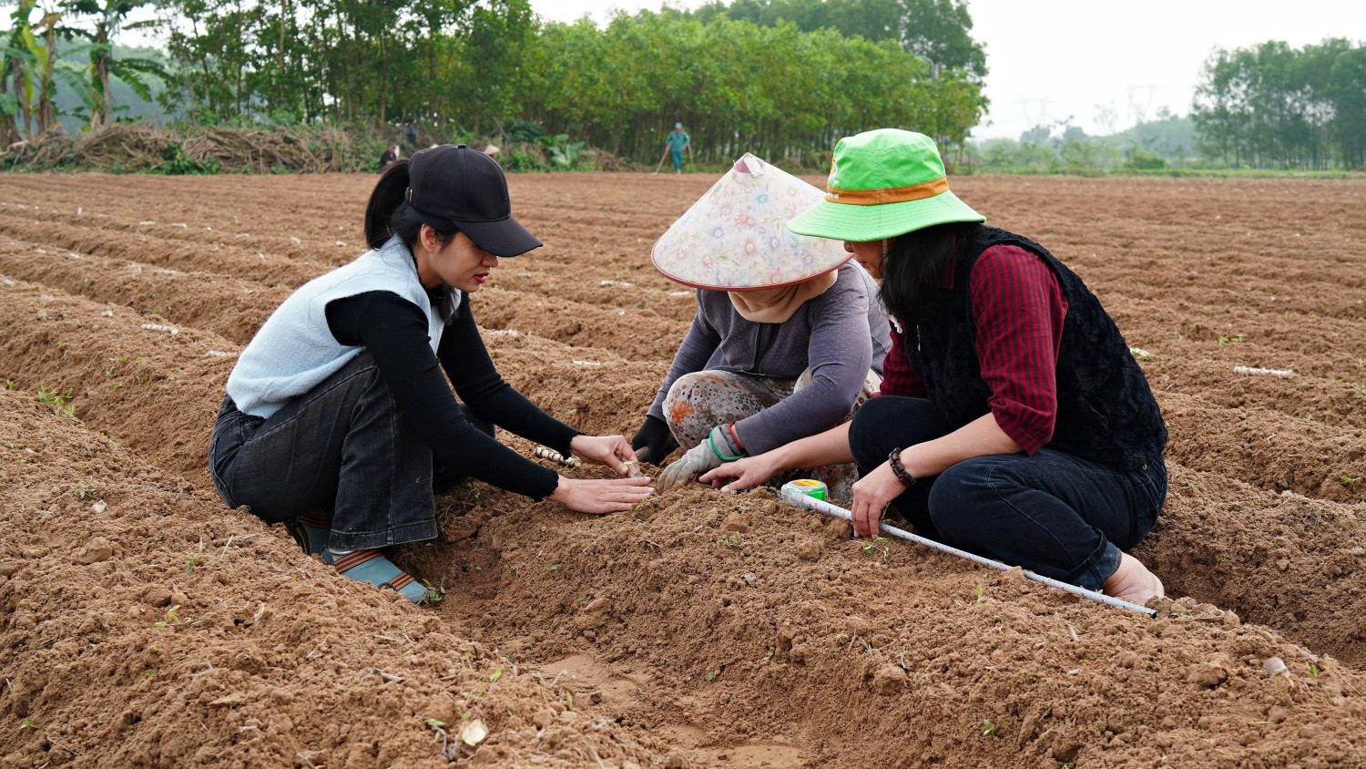 Hướng dẫn người dân trồng đúng mật độ - Ảnh: L.A