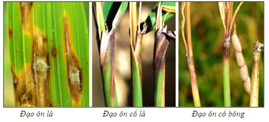 HƯỚNG DẪN PHÒNG TRỪ DỊCH HẠI LÚA GIAI ĐOẠN TRƯỚC, TRONG VÀ SAU TRỔ