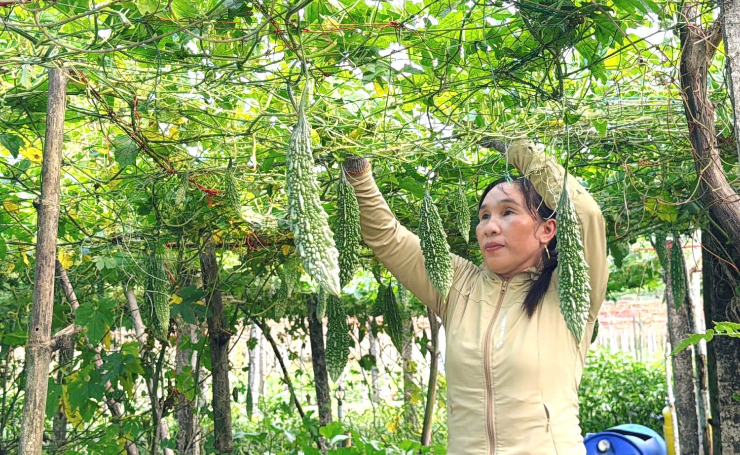 Mô hình trồng mướp đắng của chị Đoàn Thu Sương ở thôn Đông Dương, xã Mỹ Thủy
