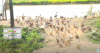 trang-nong-nghiep-ngay-7-6-2022