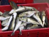 Tình trạng sử dụng cá Nóc và biện pháp quản lý nhằm phòng tránh ngộ độc cá Nóc