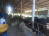 CÔNG TÁC KIỂM SOÁT VẬN CHUYỂN, KIỂM TRA, GIÁM SÁT VIỆC GIẾT MỔ, BUÔN BÁN CÁC SẢN PHẨM TRÂU, BÒ PHÒNG CHỐNG BỆNH VIÊM DA NỔI CỤC TRÂU, BÒ TRÊN ĐỊA BÀN TỈNH QUẢNG TRỊ NĂM 2024
