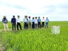 TRIỂN KHAI THÍ ĐIỂM MÔ HÌNH TƯỚI NGẬP KHÔ XEN KẼ TRONG CANH TÁC LÚA THÍCH ỨNG VỚI BIẾN ĐỔI KHÍ HẬU