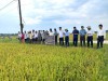 Trang nông nghiệp ngày 20/5/2025