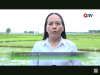 Trang nông nghiệp ngày 17/6/2025