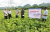 ĐÁNH GIÁ QUY TRÌNH CANH TÁC 2 GIỐNG ĐẬU XANH MỚI ĐX21 VÀ ĐX23 TẠI TỈNH QUẢNG TRỊ
