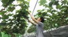 Mô hình trồng nho hữu cơ tại phường Đồng Sơn mở ra hướng canh tác hiệu quả trong sản xuất nông nghiệp của tỉnh