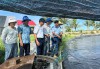 Lãnh đạo Trung tâm Khuyến nông kiểm tra mô hình nuôi tôm thẻ chân trắng 2 giai đoạn