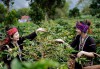 Du khách trải nghiệm thu hoạch cà phê trong hành trình khám phá “Khe Sanh coffee tour”