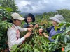 Cà phê Quảng Trị “được giá kỷ lục”, nông dân phấn khởi