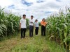 Mô hình trồng ngô sinh khổi trên đất lúa chuyển đổi tại xã Trường Ninh