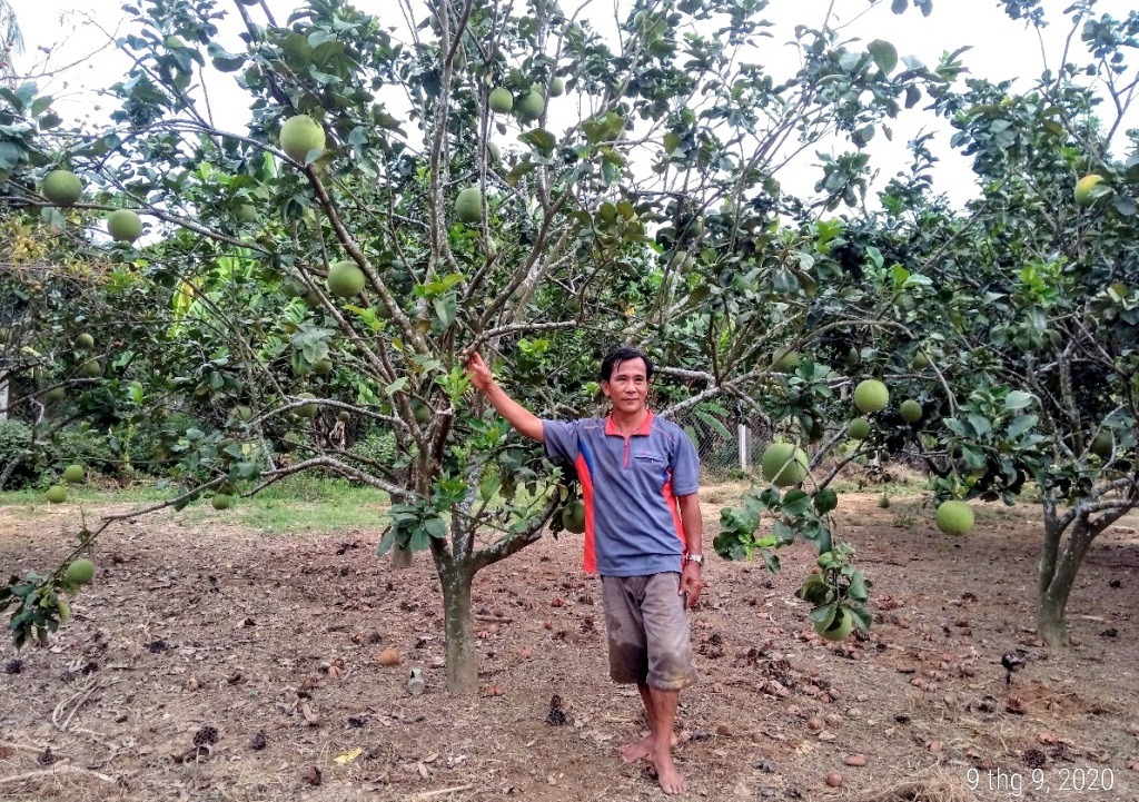 Kinh nghiệm trồng cây ăn quả an toàn thân thiện với môi trường của một  nông dân