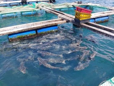 Nông dân Lý Sơn thu nhập khá nhờ mô hình nuôi cá bớp  Báo Quảng Ngãi điện  tử