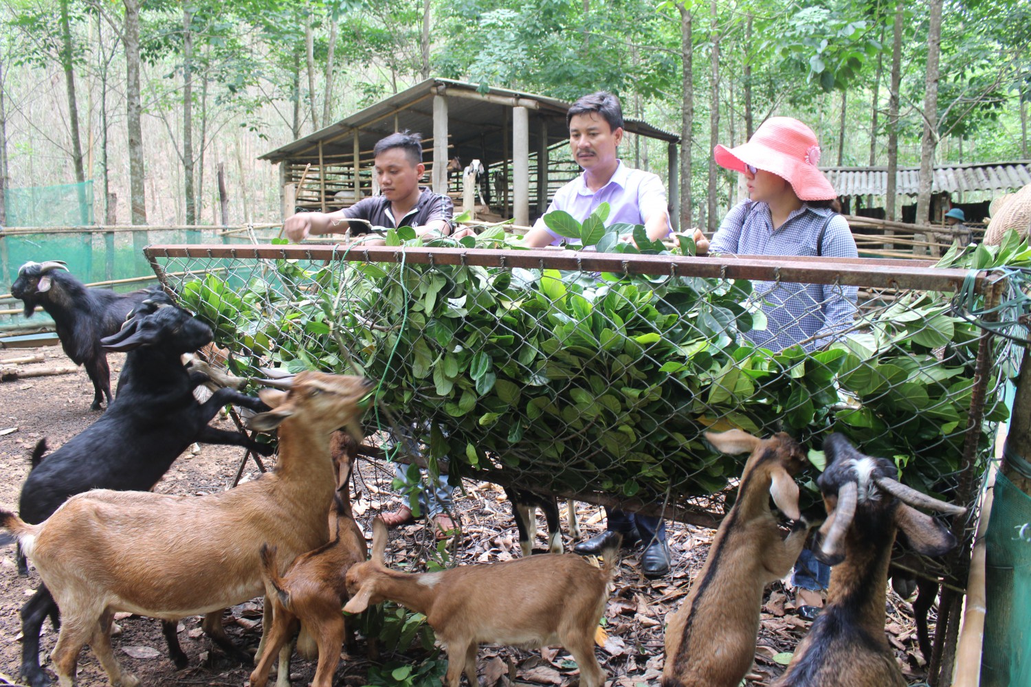 Nông dân xã Tân Bình phát triển mô hình nuôi dê sinh sản mang lại hiệu quả  kinh tế cao  Trang thông tin điện tử Huyện Như Xuân  tỉnh Thanh Hóa