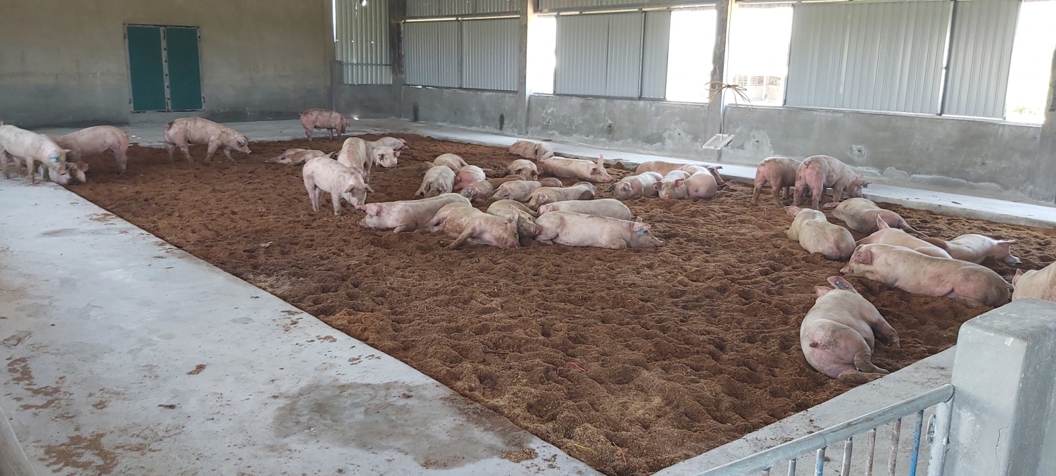 Choáng nuôi lợn không cần tắm bằng đệm lót sinh học  VTC16  YouTube