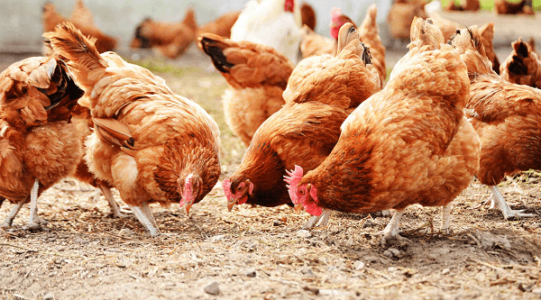 Có những biện pháp phòng tránh và điều trị nào để ngăn chặn và vượt qua bệnh cầu trùng ở gà?
