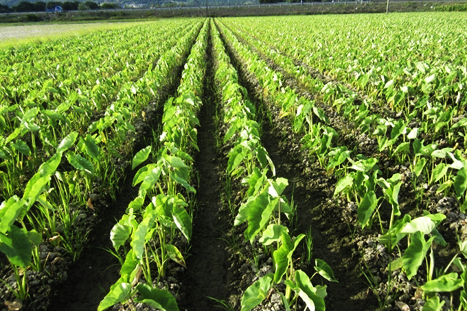 Mô hình chuyển đổi diện tích đất trồng lúa kém hiệu quả sang trồng khoai  lang đỏ cho hiệu quả cao trên địa bàn Anh Sơn