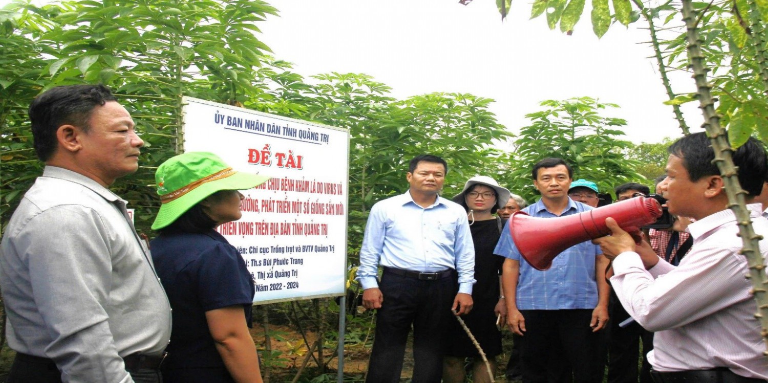 HỘI NGHỊ ĐẦU BỜ ĐÁNH GIÁ CÁC GIỐNG SẮN MỚI CÓ TRIỂN VỌNG