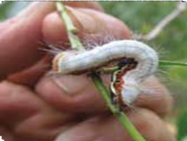 CÁCH NHẬN BIẾT VÀ BIỆN PHÁP PHÒNG CHỐNG SÂU CHÍN CHẤM ĂN LÁ TRÊN CÂY KEO