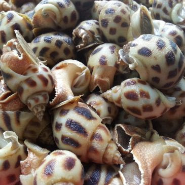 PHÒNG BỆNH KÍ SINH TRÙNG TRÊN ỐC HƯƠNG